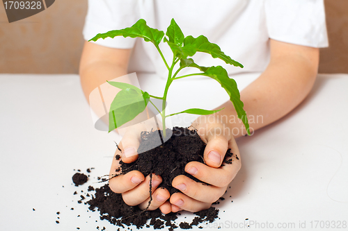 Image of green plant