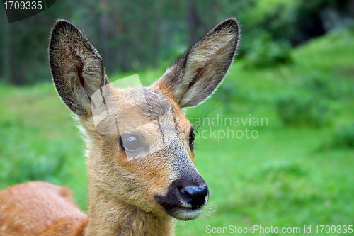 Image of Deer