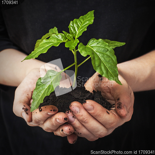 Image of green plant