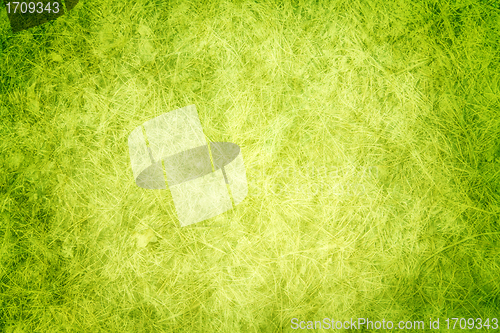 Image of grass