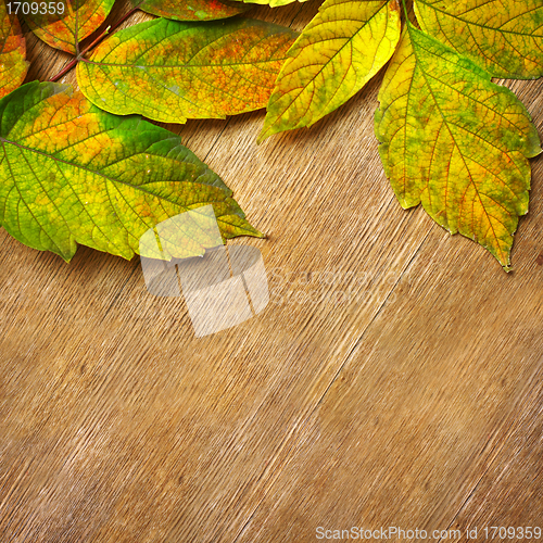 Image of Autumn Leaves