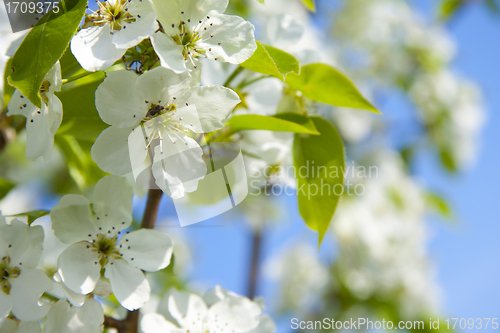 Image of cherry flowers