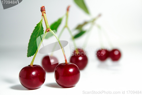 Image of Cherry