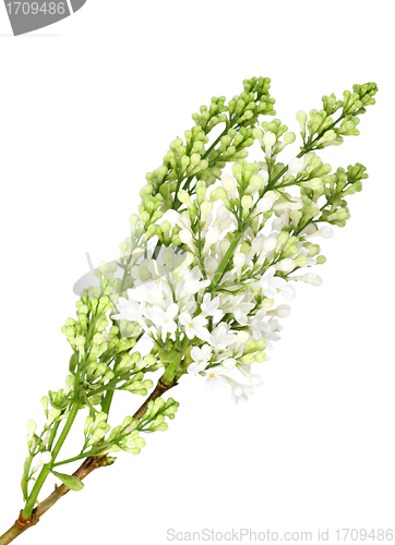 Image of Vertical branch of white lilac without leaf