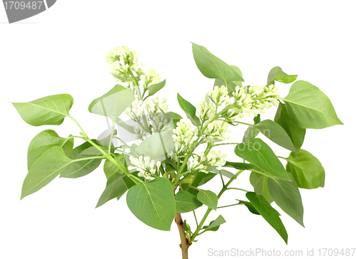 Image of Branch of white lilac