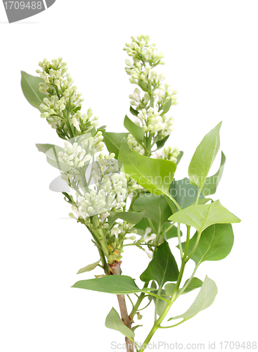 Image of One vertical branch of white lilac