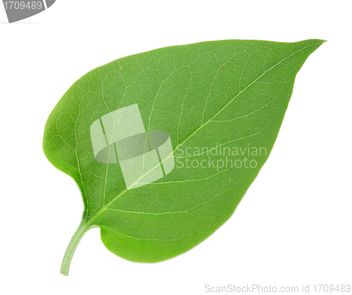 Image of One green leaf of lilac