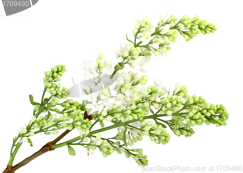 Image of Branch of white lilac without leaf