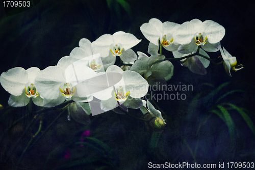 Image of vintage orchid