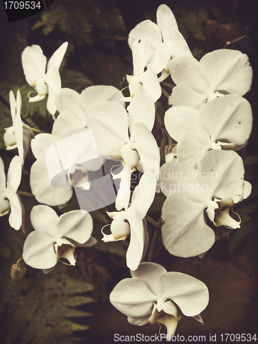 Image of vintage orchid