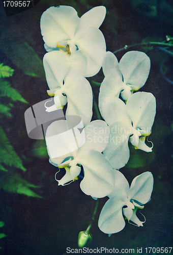 Image of vintage orchid