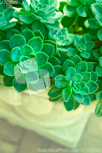 Image of green succulent plants