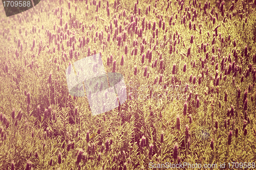 Image of lavender field