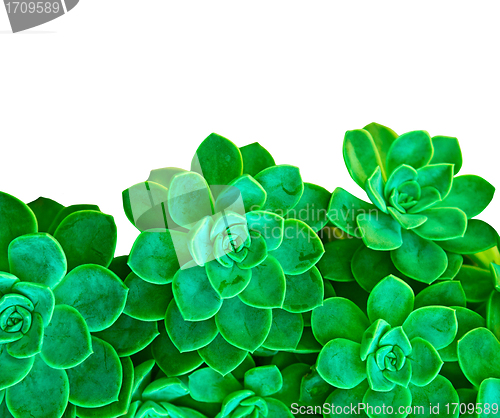 Image of green succulent plant on white