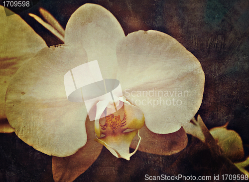 Image of vintage orchid