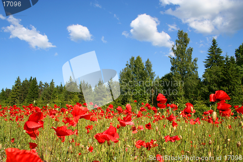 Image of Field of poppies