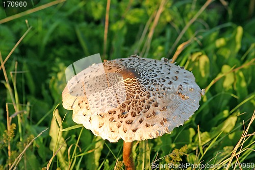 Image of fungus