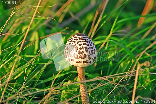 Image of fungus