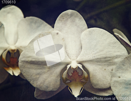Image of vintage orchid