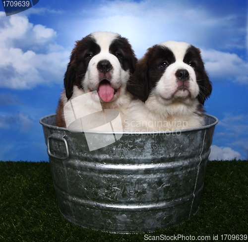 Image of Adorable Saint Bernard Pups 