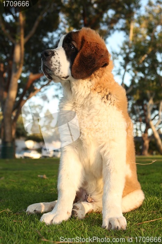 Image of Cute Saint Bernard Purebred Puppy 