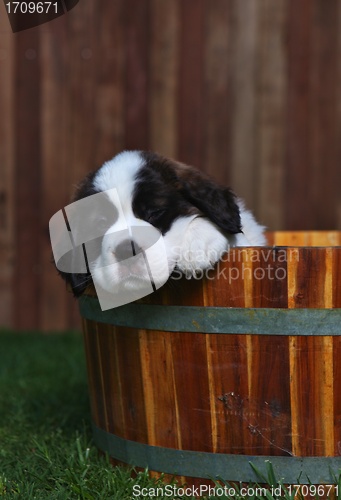 Image of Adorable Saint Bernard Pups 