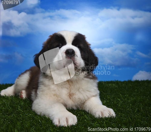 Image of Adorable Saint Bernard Pups 