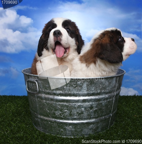 Image of Adorable Saint Bernard Pups 