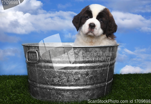 Image of Adorable Saint Bernard Pups 