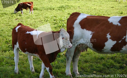 Image of cow