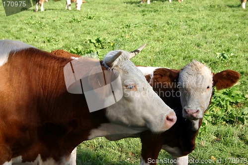 Image of cow