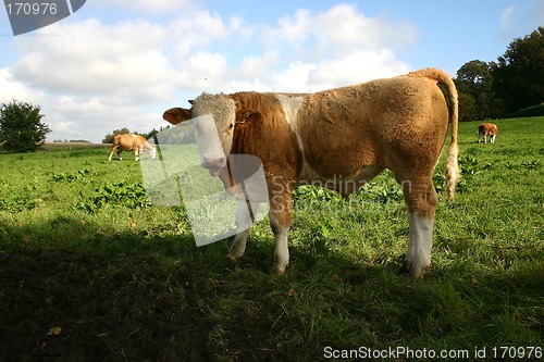 Image of cow