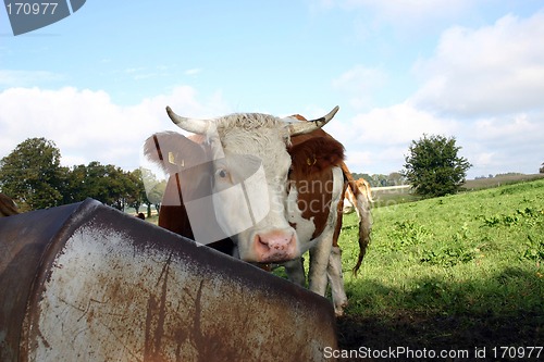 Image of cow