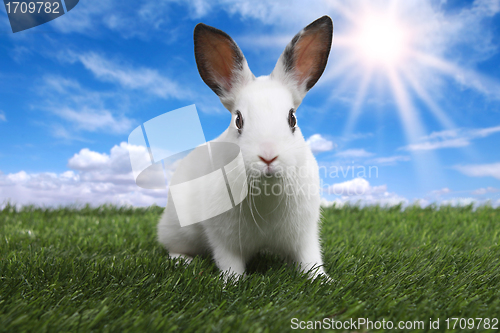 Image of Rabbit on Serene Sunny Field Meadow in Spring 