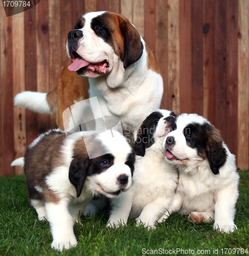 Image of Adorable Saint Bernard Pups 