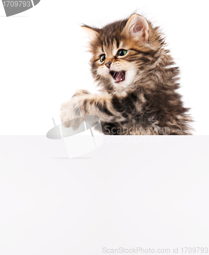 Image of Kitten with blank
