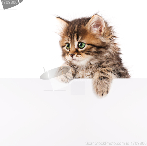 Image of Kitten with blank