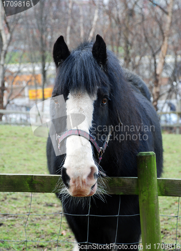 Image of Horse in a Field