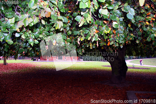 Image of The Tree That's Flat Underneath