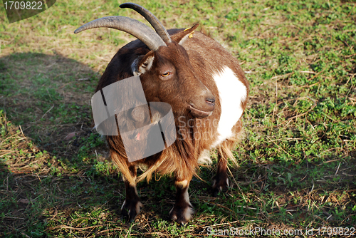 Image of Large Horned Goat