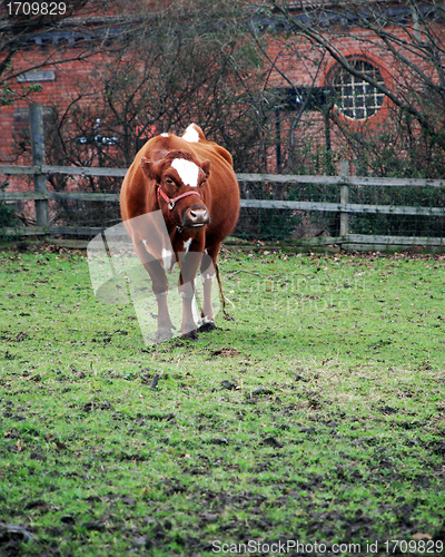 Image of Cow in a Field