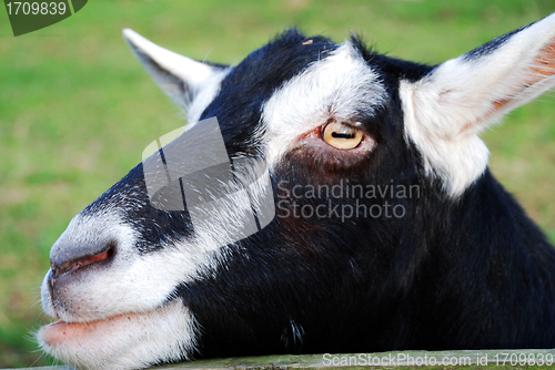 Image of Black and White Goat