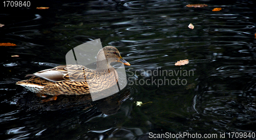 Image of Female Mallard Duck