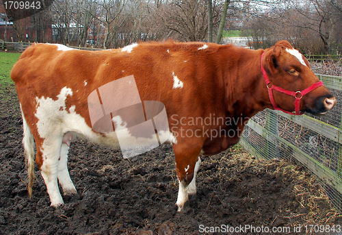 Image of Female Cow in Mud