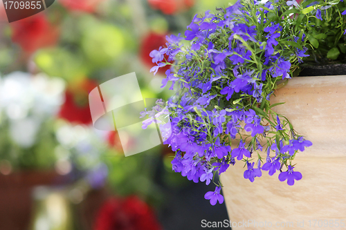 Image of tranquil home garden