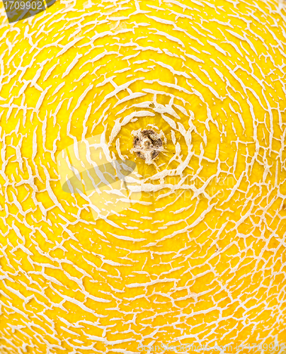 Image of Melon skin