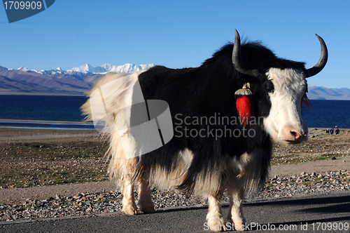 Image of Tibetan yak at lakeside