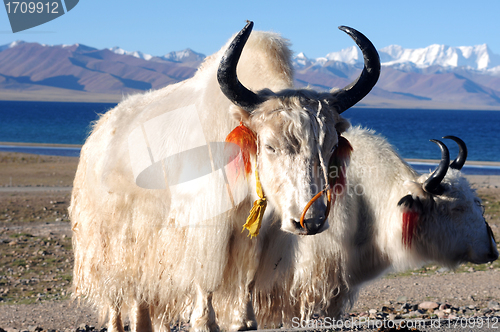 Image of Tibetan white yaks at lakeside