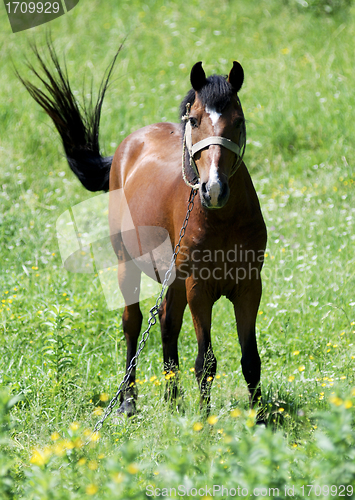 Image of horse on a background of grass