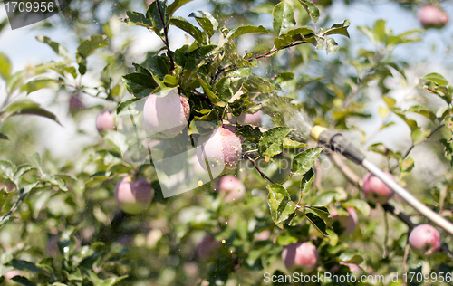 Image of spraying apples